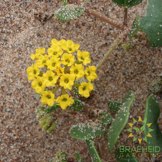 Yellow Sand Verbena