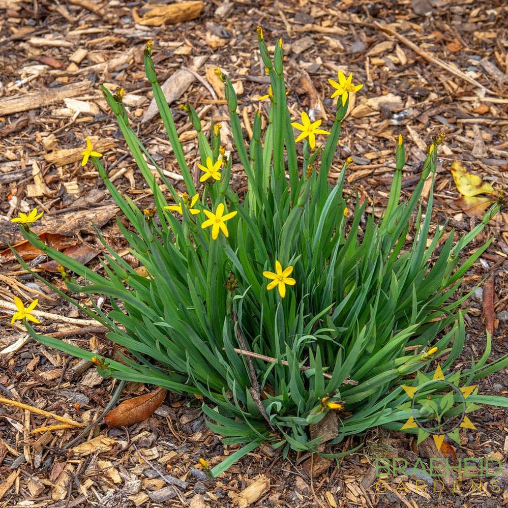 Yellow Eyed Grass