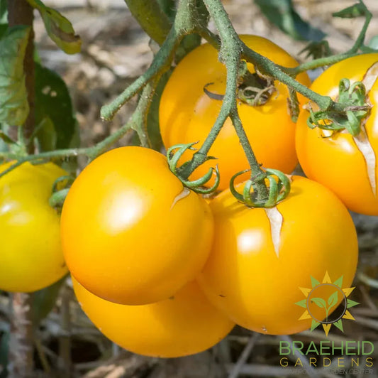 Yellow Taxi Tomato