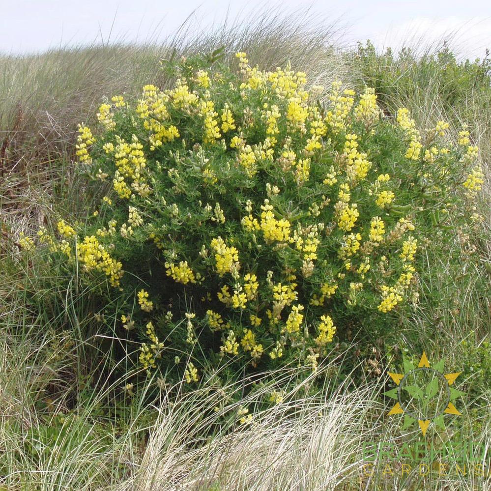 Yellow Tree Lupin