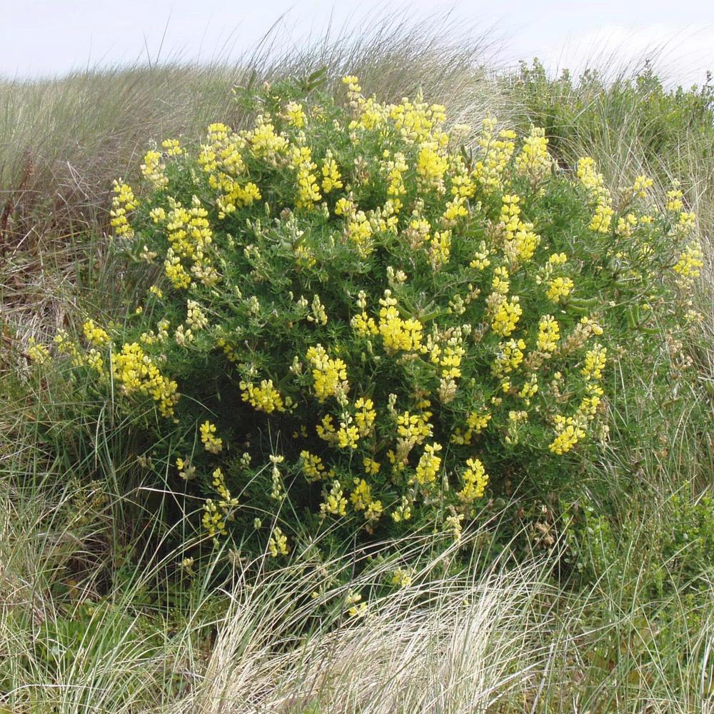 Yellow Tree Lupin