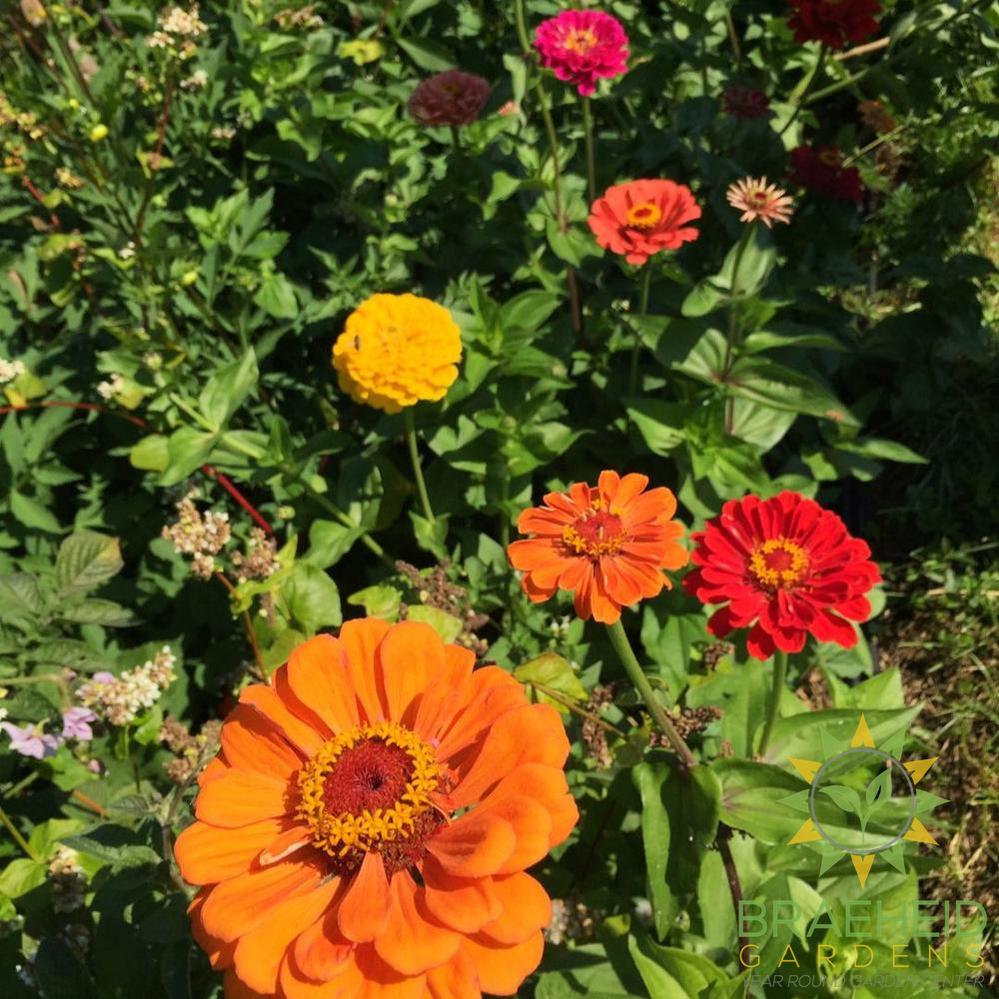 Zinnia