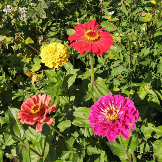 Zinnia