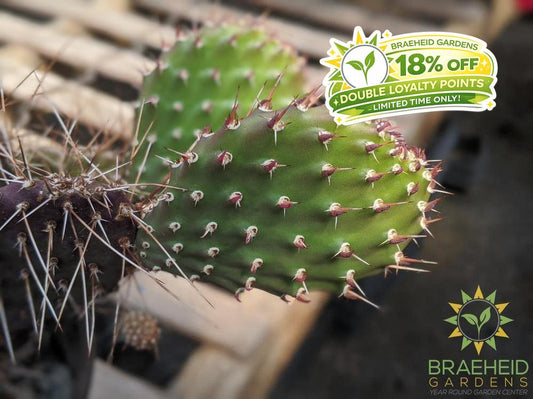 Opuntia Polycantha 'Purple Desert' - Cold Hardy