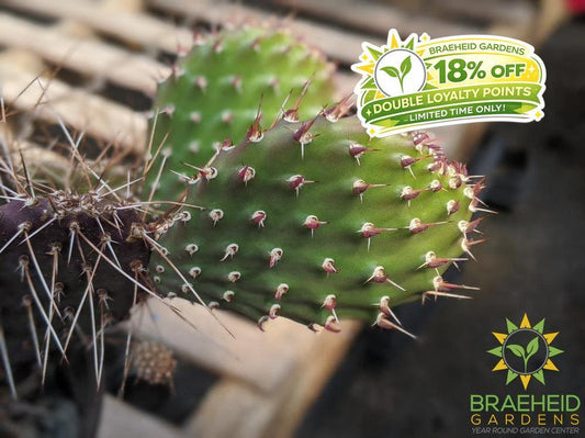 Opuntia Polycantha 'Purple Desert' - Cold Hardy