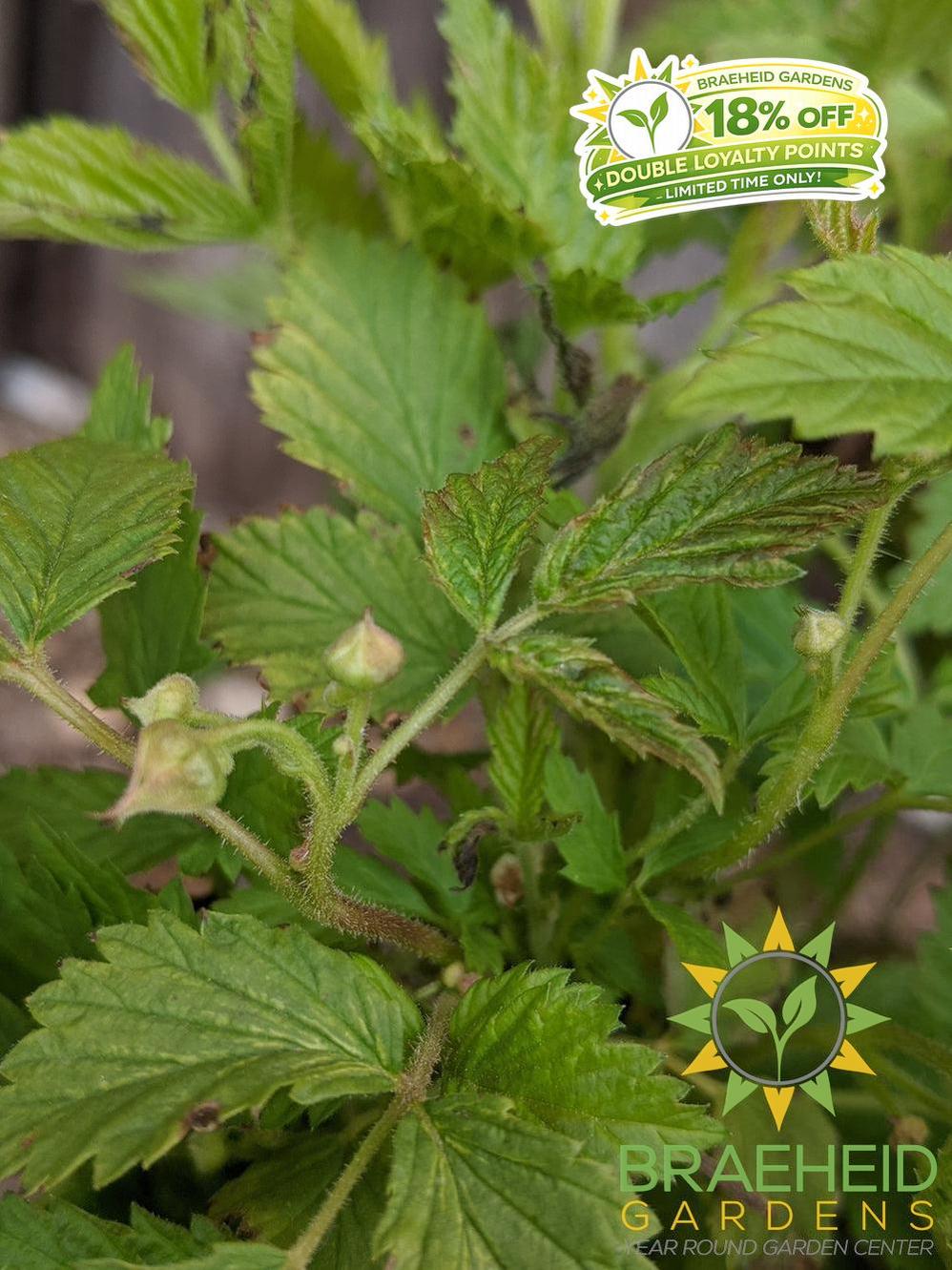 Buy Native Raspberry an Edible Shrub in Grande Prairie Alberta - Braeheid Gardens Ltd.
