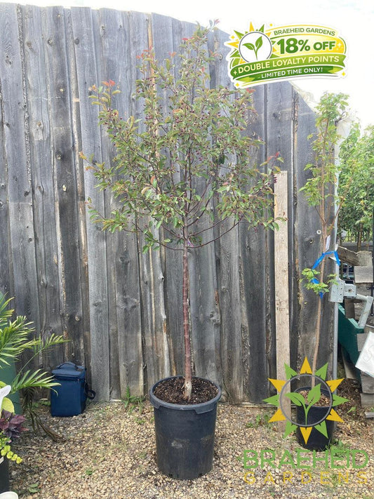 Radiant Flowering Crabapple- Tree for sale, Grown in Grande Prairie -Braeheid Gardens Ltd. on Emerson Trail