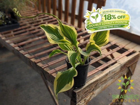 Hosta 'Victory' -NO SHIP -