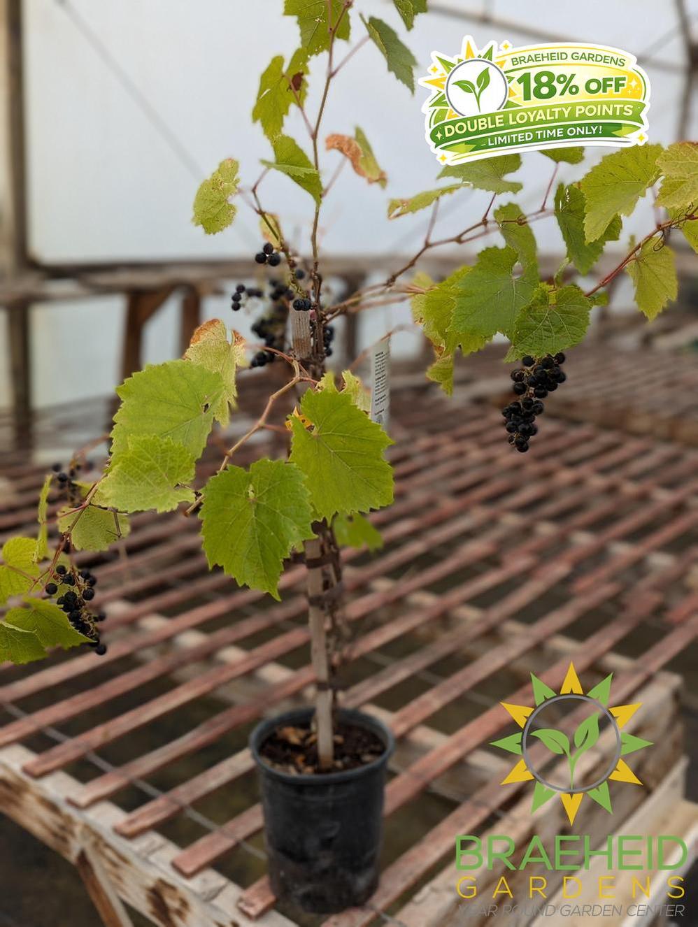 Buy Marquette Grape Ivy an Vine in Grande Prairie Alberta - Braeheid Gardens Ltd.