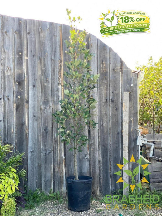 Regal Prince® Oak- Tree for sale, Grown in Grande Prairie -Braeheid Gardens Ltd. on Emerson Trail