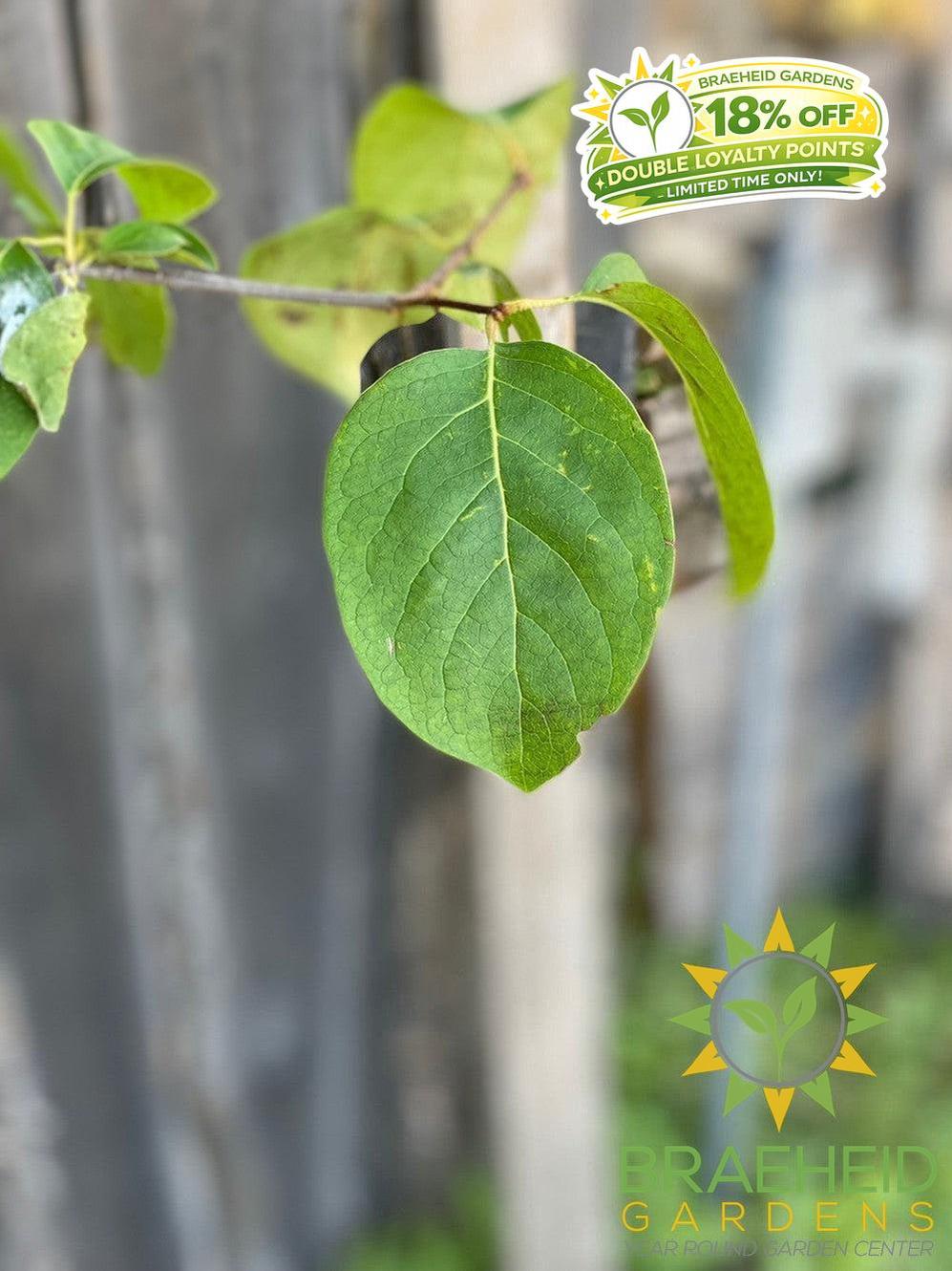 Japanese Tree Lilac- Tree for sale, Grown in Grande Prairie -Braeheid Gardens Ltd. on Emerson Trail