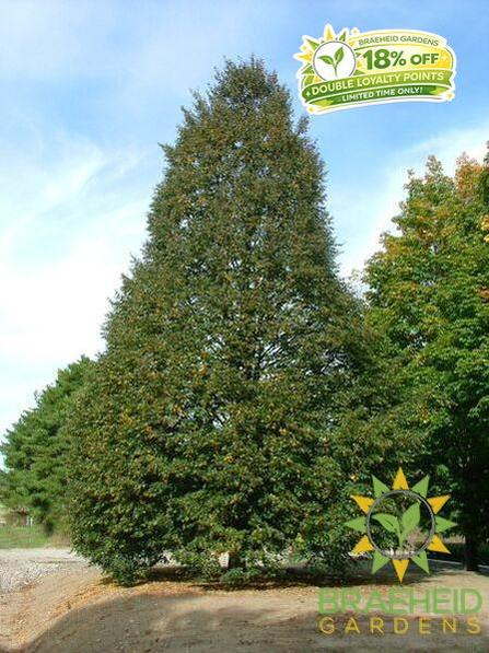 Corinthian Little Leaf Linden
