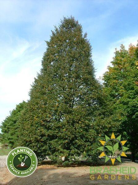 Corinthian Little Leaf Linden