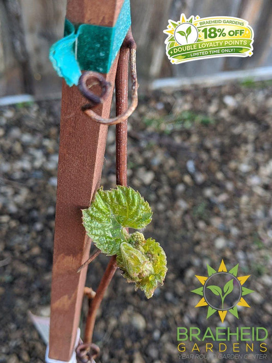 Buy Minnesota Grape an Vine in Grande Prairie Alberta - Braeheid Gardens Ltd.