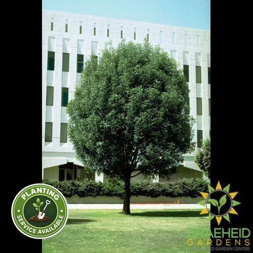 Patmore Ash- Tree for sale, Grown in Grande Prairie -Braeheid Gardens Ltd. on Emerson Trail