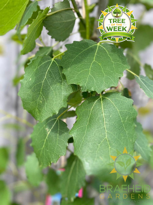 Swedish Columnar Aspen- Tree for sale, Grown in Grande Prairie -Braeheid Gardens Ltd. on Emerson Trail
