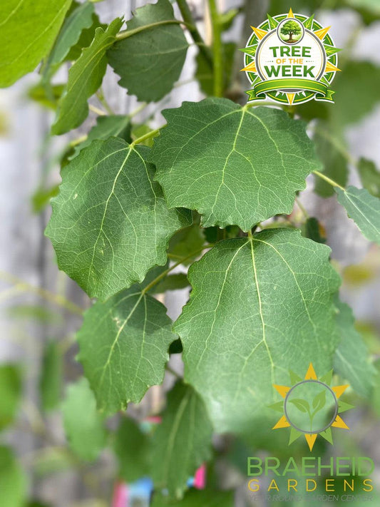 Swedish Columnar Aspen- Tree for sale, Grown in Grande Prairie -Braeheid Gardens Ltd. on Emerson Trail