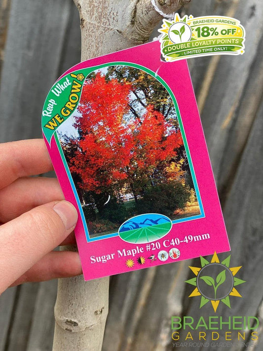 Sugar Maple- Tree for sale, Grown in Grande Prairie -Braeheid Gardens Ltd. on Emerson Trail