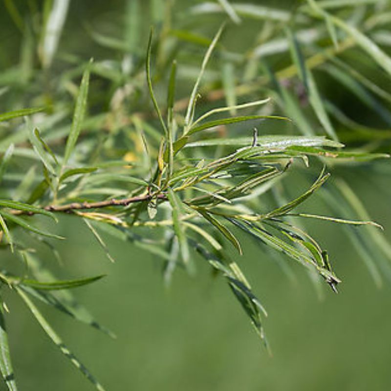 Basket willow Cuttings
