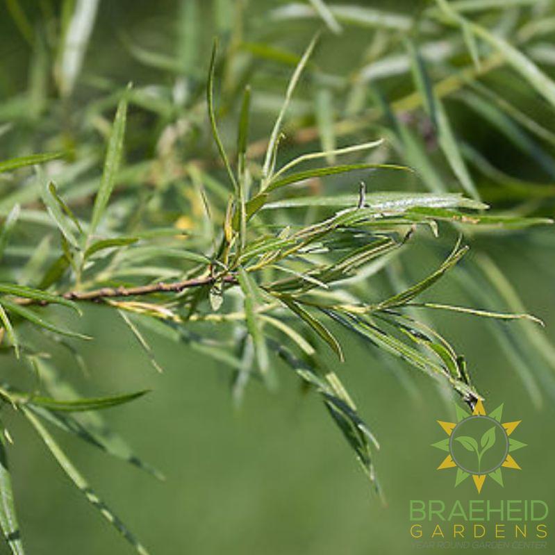 Basket willow Cuttings