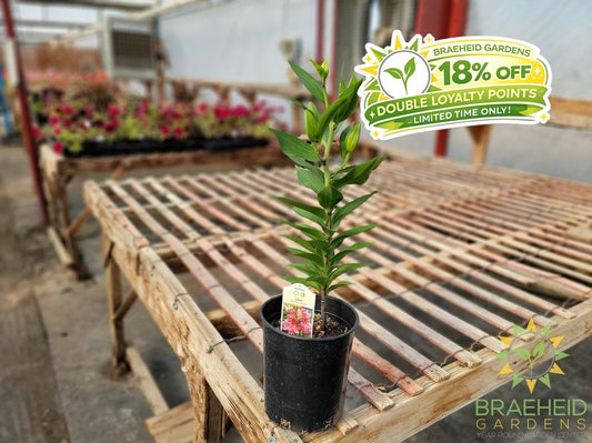 Oriental Lily 'Sunny Camino' - NO SHIP -