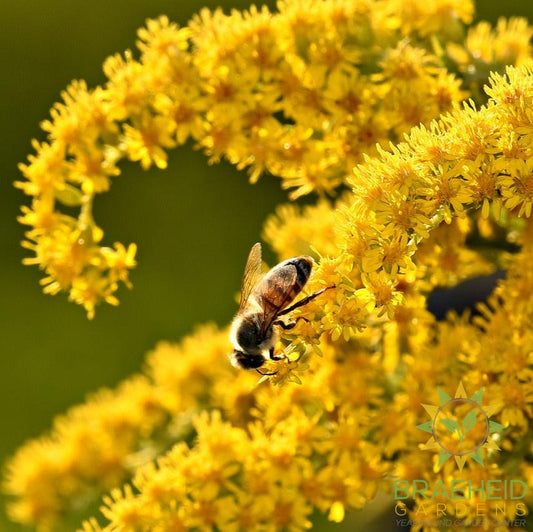 Goldenrod