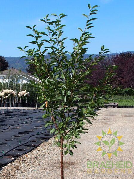 Montmorency Cherry