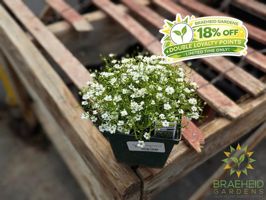 Gypsophila 'Gypsy White' - NO SHIP -