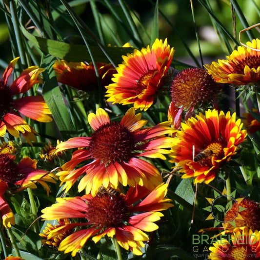 Blanket Flower (Gaillardia)
