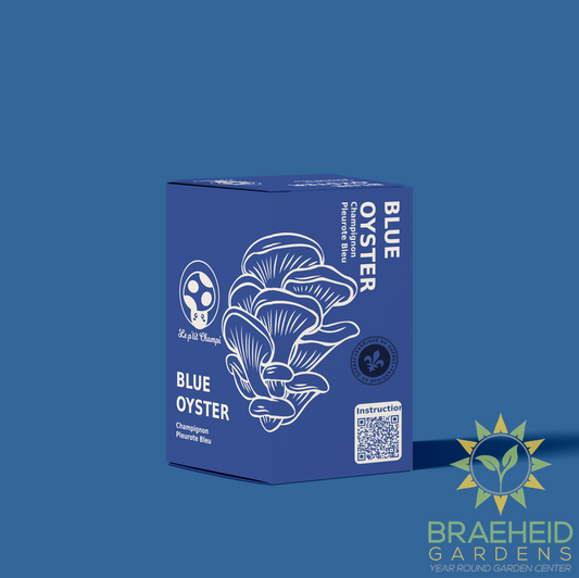 Blue Oyster Mushroom Kit