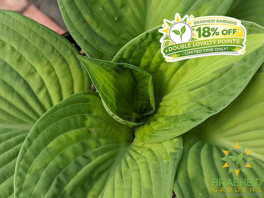 Hosta 'Brother Stefan' - NO SHIP -