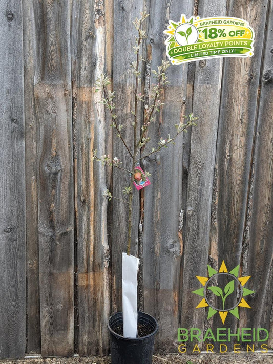 Honeycrisp Apple- Tree for sale, Grown in Grande Prairie -Braeheid Gardens Ltd. on Emerson Trail