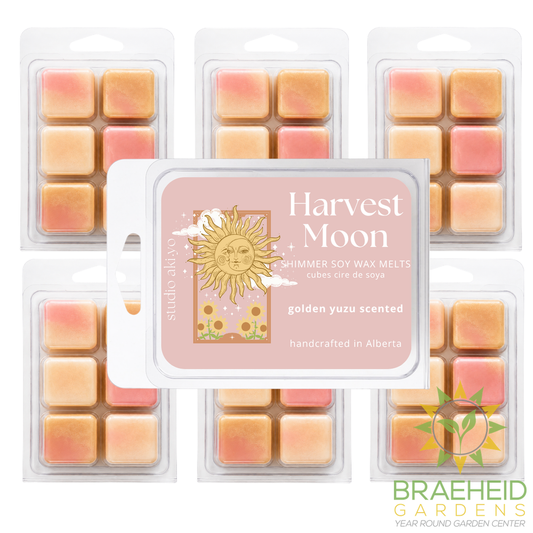 Golden Yuzu Harvest Moon Soy Wax Melt | Fresh Summer