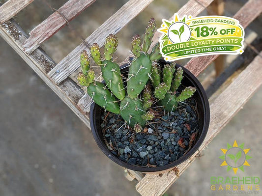 Opuntia 'Claude Arno' - Cold Hardy