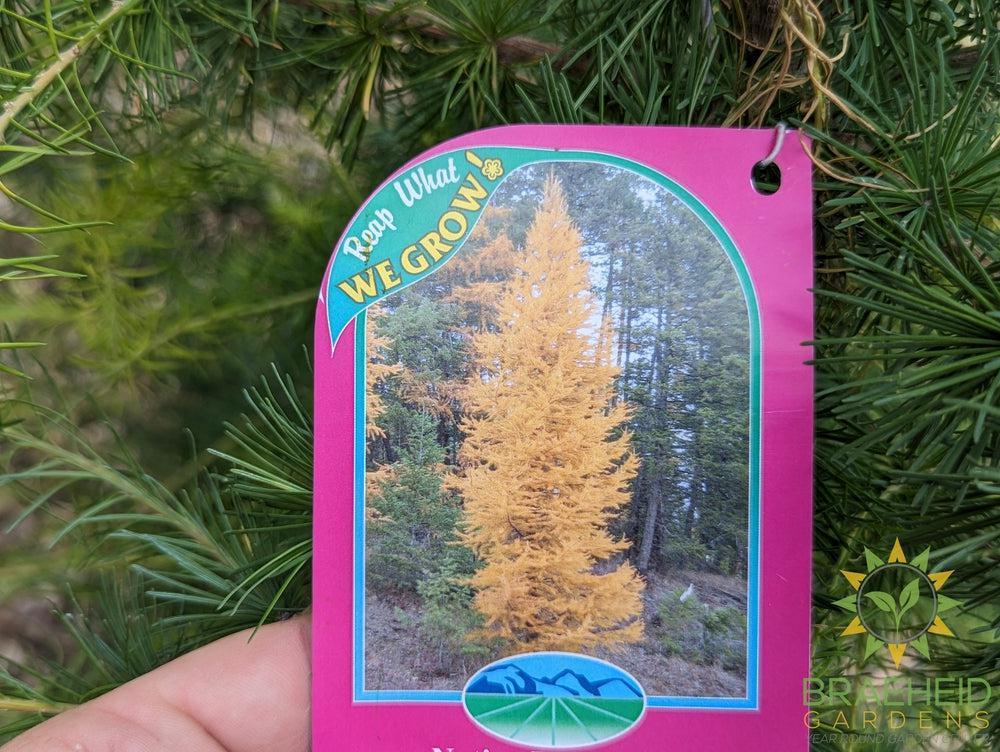 Native Larch- Tree for sale, Grown in Grande Prairie -Braeheid Gardens Ltd. on Emerson Trail