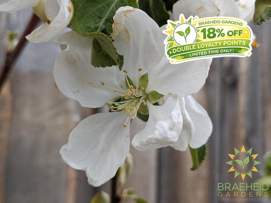 Parkland Apple- Tree for sale, Grown in Grande Prairie -Braeheid Gardens Ltd. on Emerson Trail