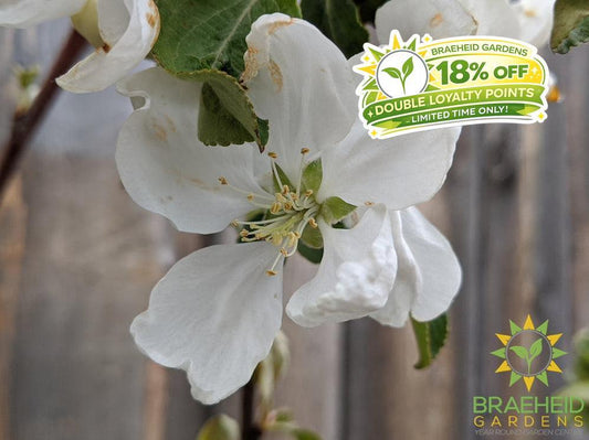 Parkland Apple- Tree for sale, Grown in Grande Prairie -Braeheid Gardens Ltd. on Emerson Trail