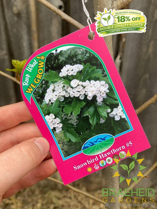 Snowbird Hawthorn- Tree for sale, Grown in Grande Prairie -Braeheid Gardens Ltd. on Emerson Trail
