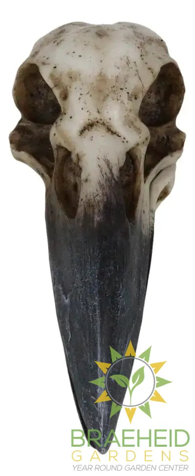 Raven Skull Box C/24