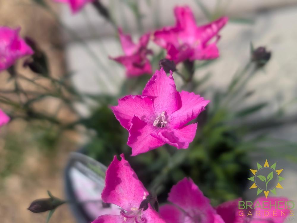Dianthus x 'Beauties Kahori Pink'
