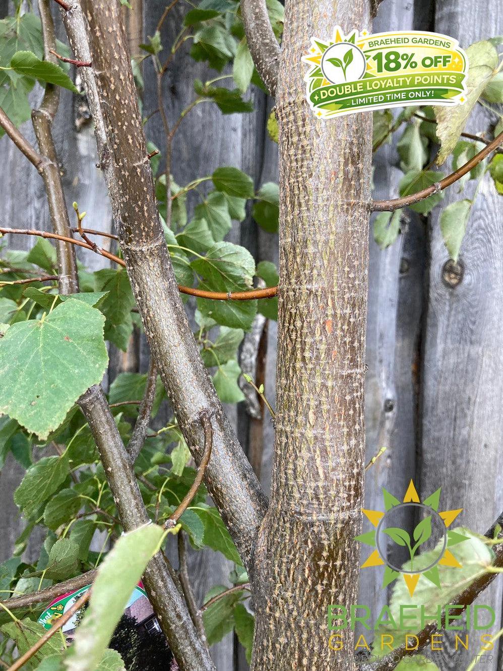 Greenspire® Linden- Tree for sale, Grown in Grande Prairie -Braeheid Gardens Ltd. on Emerson Trail