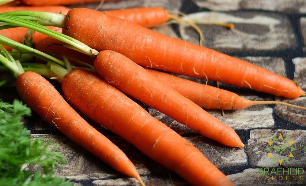 Carrot