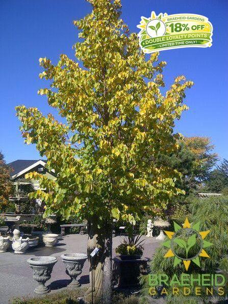 Little Leaf Linden- Tree for sale, Grown in Grande Prairie -Braeheid Gardens Ltd. on Emerson Trail