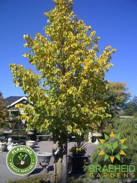 Little Leaf Linden- Tree for sale, Grown in Grande Prairie -Braeheid Gardens Ltd. on Emerson Trail