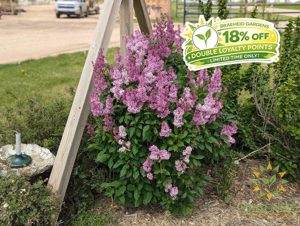 Minuet Lilac