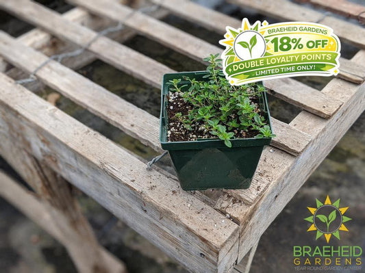 Herb Common Thyme PS -NO SHIP-