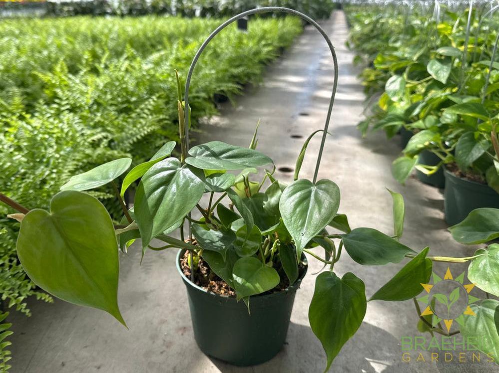 Heart Leaf Philodendron on a loop