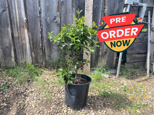 d'Artangnan Sour Cherry shrub