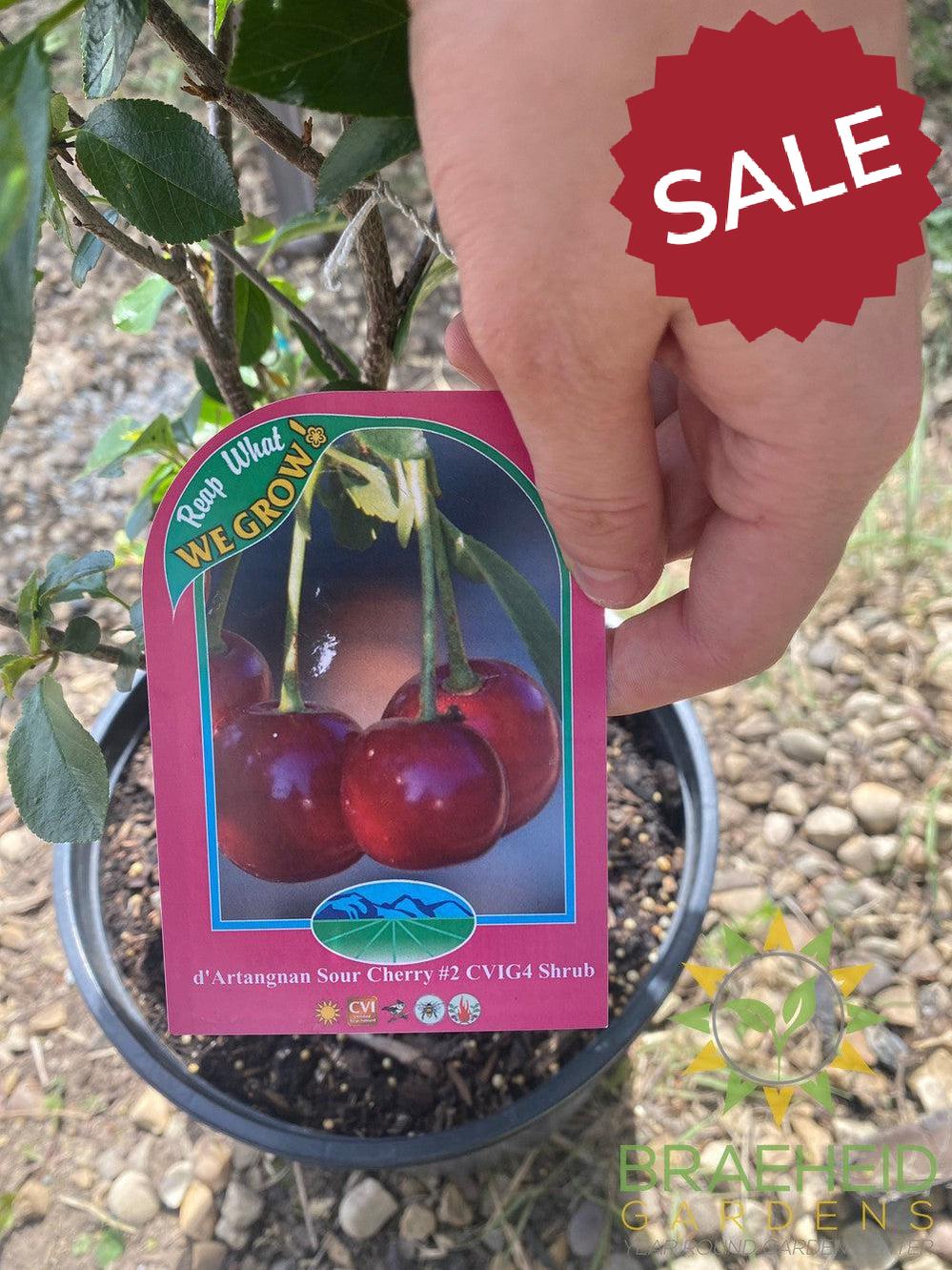 d'Artangnan Sour Cherry shrub