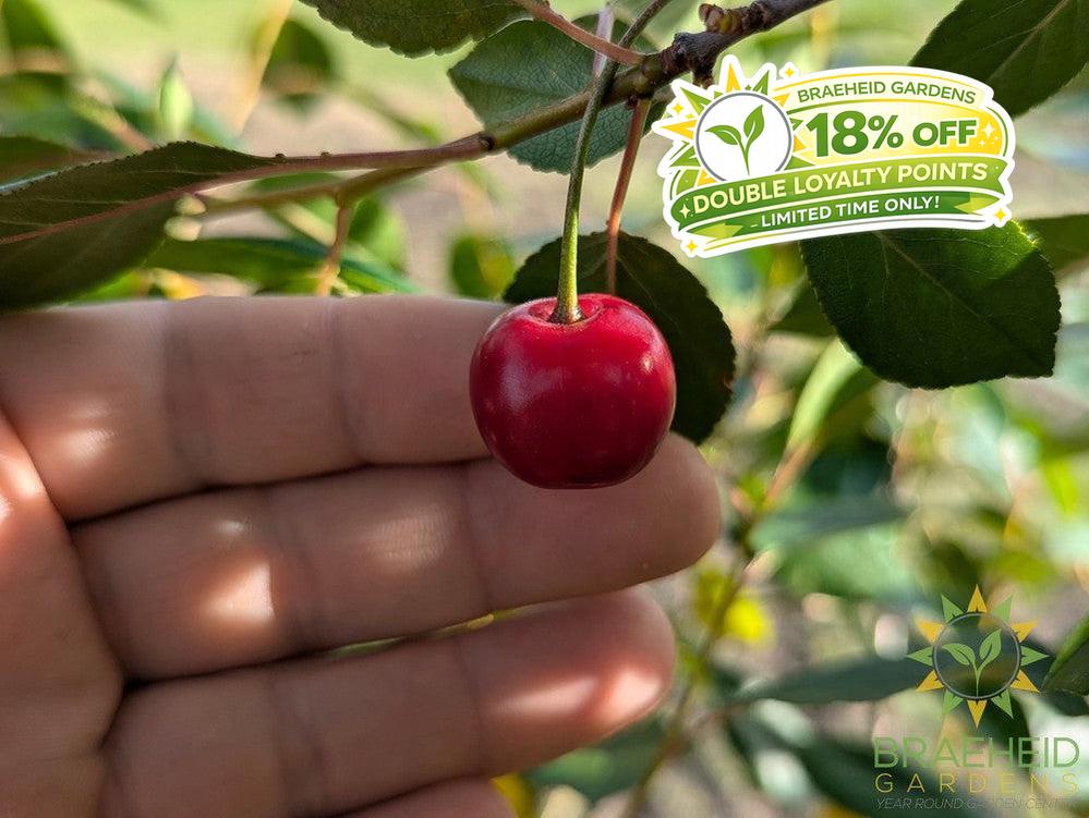 Juliet Cherry Tree- Tree for sale, Grown in Grande Prairie -Braeheid Gardens Ltd. on Emerson Trail